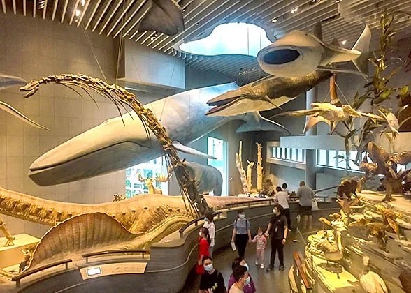 Jour 4 : (SHANGHAI – MUSÉE DE SHANGHAI - CHONGQING)