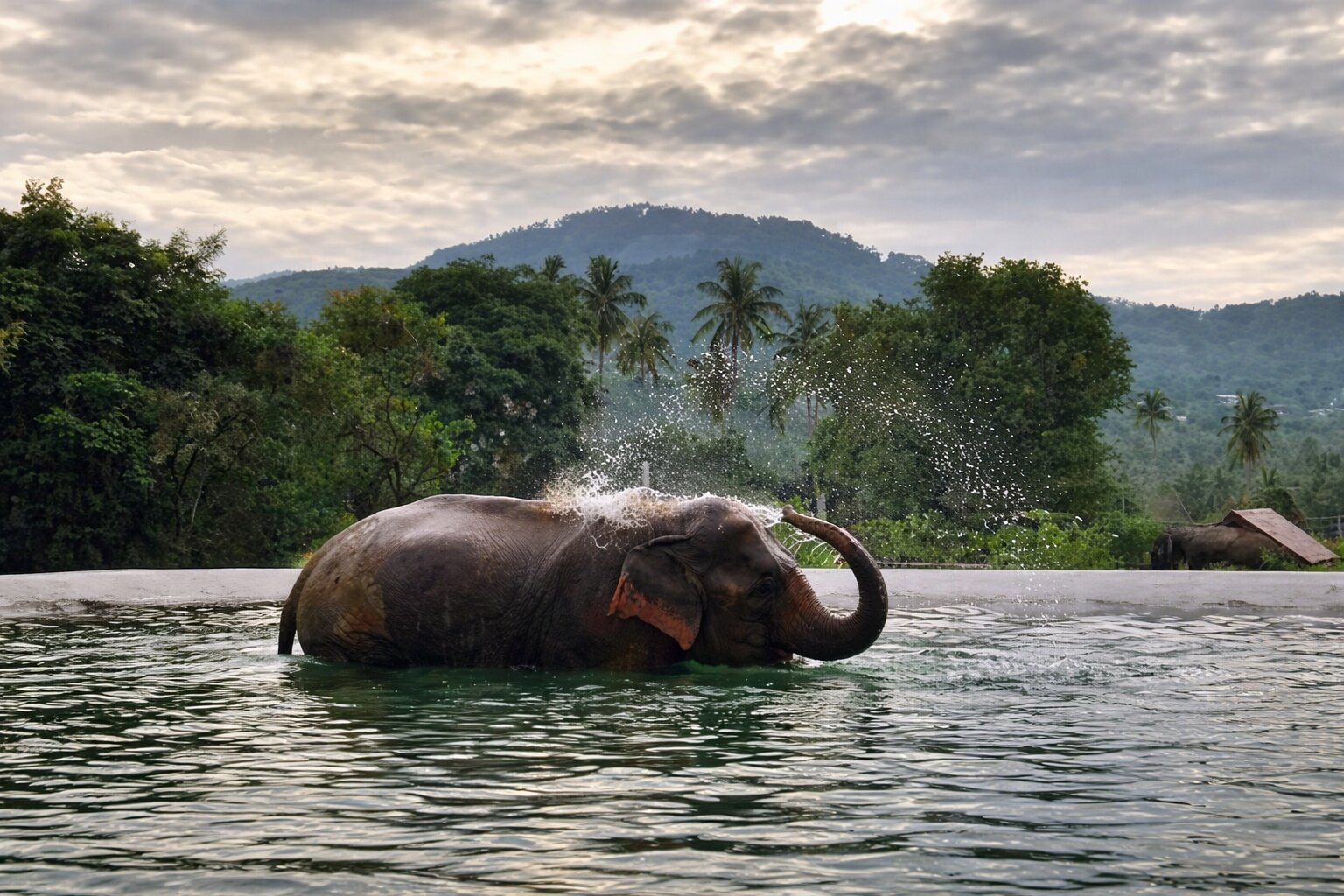 Jour 5 : Visite du sanctuaire d'éléphants à Samui