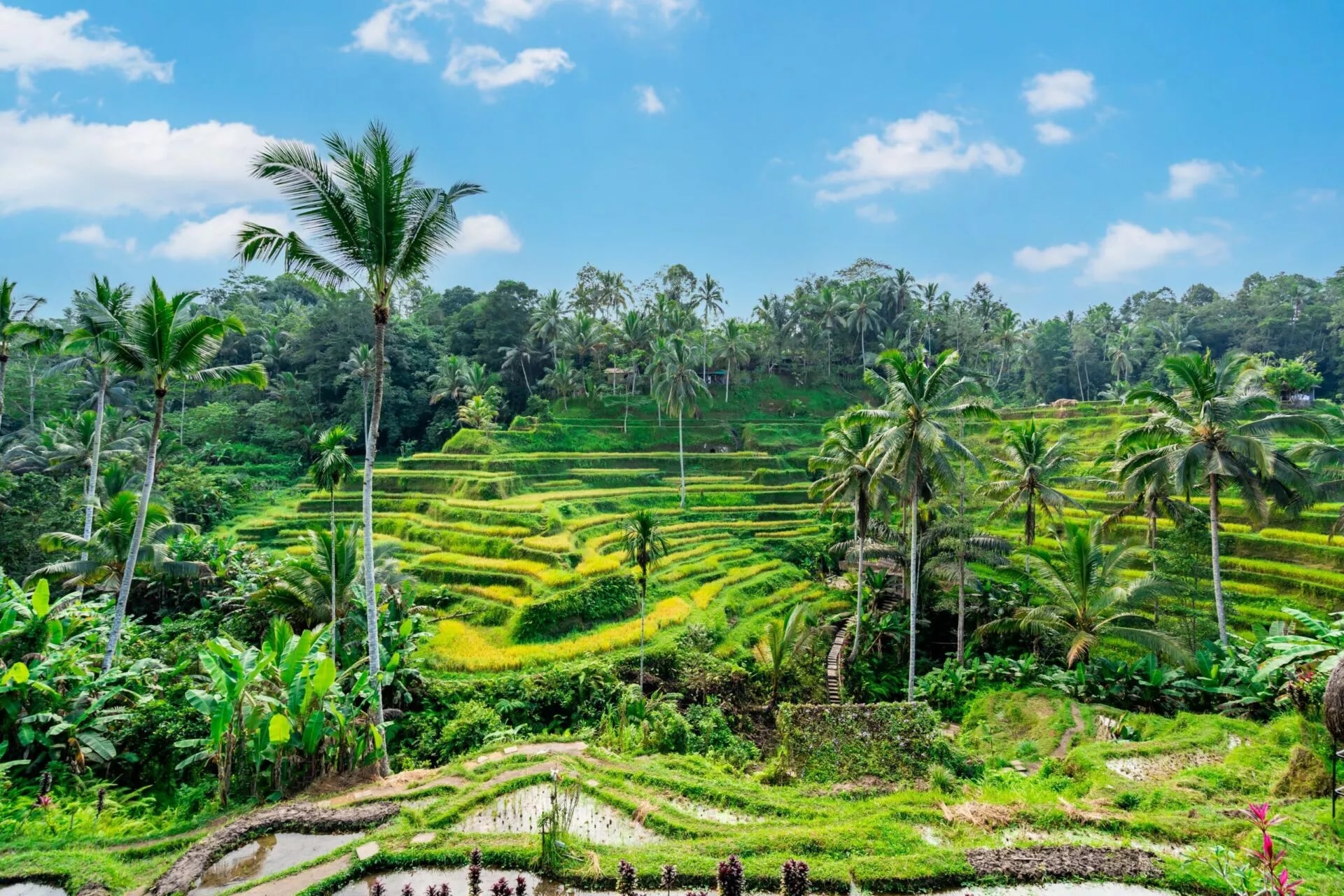 Bali : Pack Carte Postale