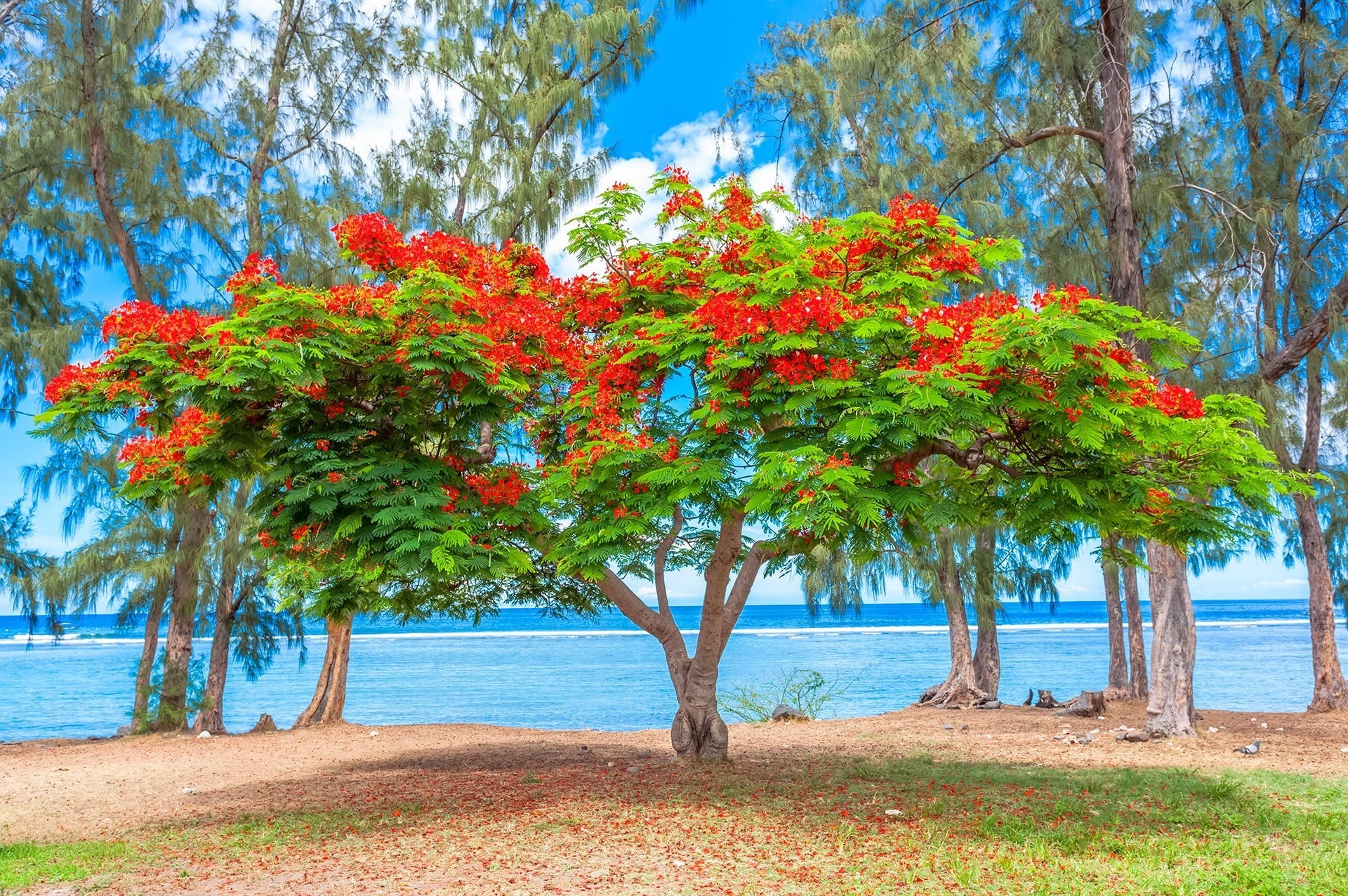 LA RÉUNION : L'ÎLE INTENSE — AUTO TOUR 4★