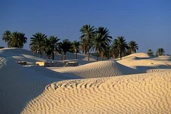 Yadis_Oasis_Kebilli_3.jpg
